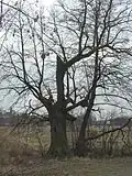 Strom nedaleko od hráze rybníka