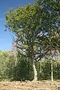 Buk u Velkého Javora, památný strom