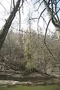Smrky u Vlasákovy hájenky