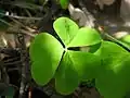 List trojčetný (Oxalis acetosella)