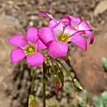 Květ Oxalis magnifica