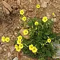 Květ Oxalis pes-caprae