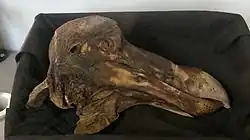 Pohled zprava na lebku dronta i s věky seschlou kůží na podkladu z černé látky