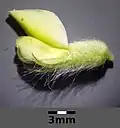 Chlupatý lusk