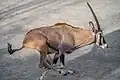 Přímorožec beisa v Zoo Praha