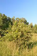 Přírodní památka Michnovka–Pravy