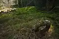 Mokřad s mechy