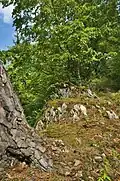 Škrapy