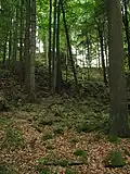 Skály