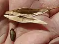 Plod parkinsonie pichlavé