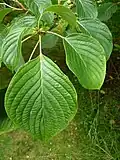 Svída pochybná (Cornus controversa) - listy