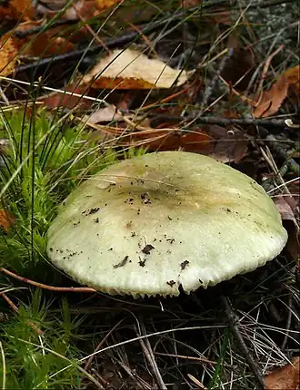 Holubinka trávozelená Russula aeruginea