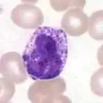 Bazofil