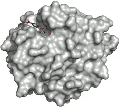 Povrch dvojitého mutantu PETázy 5XH3 (R103G a S131A) s HEMT (1-(2-hydroxyethyl)4-methyltereftalátem) navázaným na aktivní místo. HEMT je analogem MHET, na který se váže methanol esterovou vazbou.