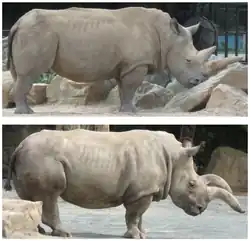 nahoře samec Suni (1980-2014), dole samice Nabiré(1983-2015), ZOO Dvůr Králové