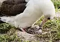 Albatrosice s potomkem