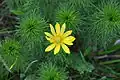 Teplomilný hlaváček jarní (Adonis vernalis)
