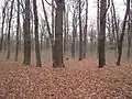 Doubrava s náletem