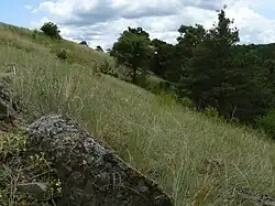 Biskoupská hadcová step