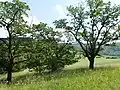 Zbytek ovocného sadu