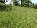 Rozkvetlá louka v květnu