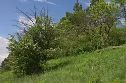 Hlaváčková strá
