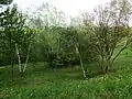 Koukolky
