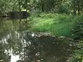 Vstupy bylin do řek
