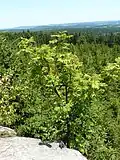 Sorbus