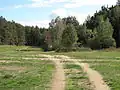 Cesta