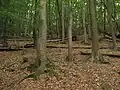 Bučina