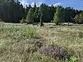 vřesoviště s jalovcem ve spodní části chráněného území