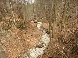 Dno rokle - koryto potoka nápadně vystýlá bělavá opuková suť