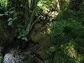 Potok