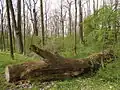 V někdejší liblické zámecké oboře (anglického parku) jsou ponechána torza starých stromů