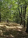 Listnatý les