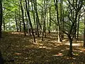 Habřina