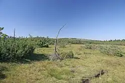Klečové louky