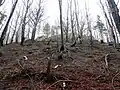 Skalní hrad Klenov na vrcholu Zámčisko je součástí přírodní rezervace Klenov.