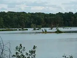 Stromy vyčnívající nad hladinu