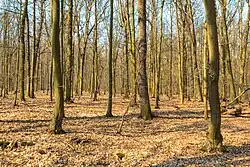 Jarní dubohabřina
