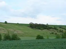 Mušenice