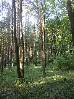Jihovýchodní okraj rezervace u rozcestí Na Rýni