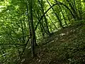 Lesní porost v blízkosti zeleně značené turistické stezky ze Sázavy do Sedliště