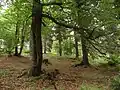 Pralesovité lesní porosty na Sedloňovském vrchu