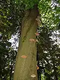 Prales na Sedloňovském vrchu