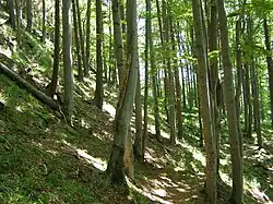 jedlobukový les v rezervaci