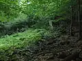 Pohled na les na lokalitě