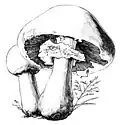 ilustrace