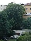 PS na Jaselské